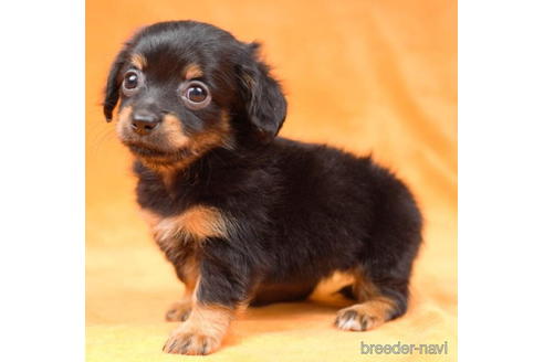 成約済の東京都のチワックス:チワワ×ミニチュアダックスフンド-190534の5枚目